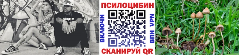 как найти наркотики  Мытищи  Псилоцибиновые грибы Psilocybe 