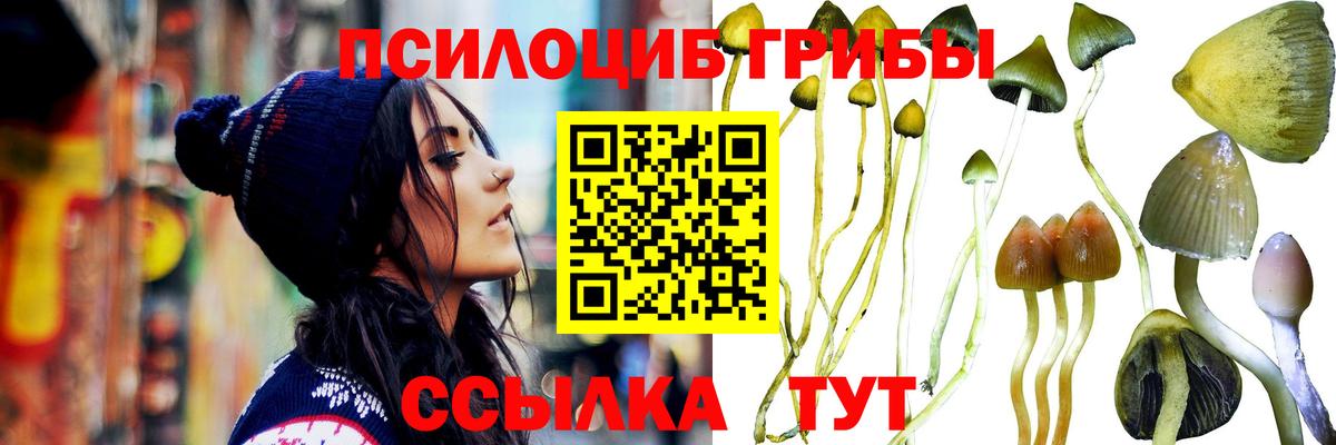 Псилоцибиновые грибы Psilocybe Мытищи